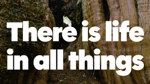 There is Life in All Things - Film